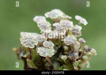 Verdura comune Marchantia polymorpha gametangiophores Foto Stock