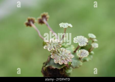 Verdura comune Marchantia polymorpha gametangiophores Foto Stock