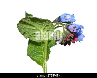 Primo piano di fiori sinfonici blu comuni su sfondo bianco Foto Stock