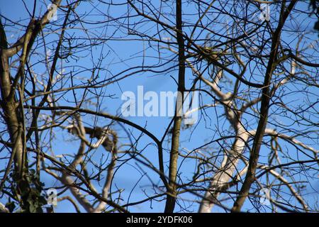 Buteonine Hawks, aquiloni e alleati (Buteoninae) Foto Stock