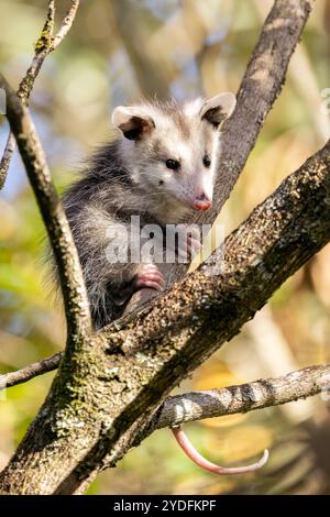 Graziosa Virginia opossum (Didelphis virginiana) in albero - Pisgah National Forest, vicino a Brevard, North Carolina, Stati Uniti Foto Stock