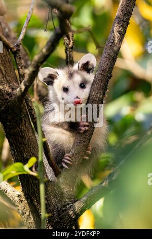 Graziosa Virginia opossum (Didelphis virginiana) in albero - Pisgah National Forest, vicino a Brevard, North Carolina, Stati Uniti Foto Stock