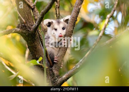 Graziosa Virginia opossum (Didelphis virginiana) in albero - Pisgah National Forest, vicino a Brevard, North Carolina, Stati Uniti Foto Stock