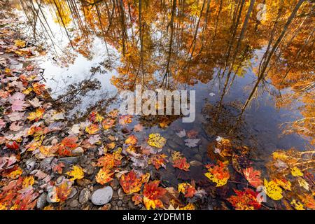 Riflessi cromatici autunnali - Pisgah National Forest, vicino a Brevard, North Carolina, Stati Uniti Foto Stock