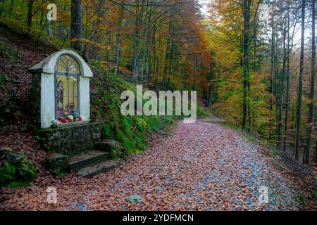 Escursionista che cammina nella foresta in autunno Foto Stock