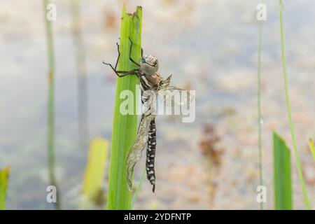 Hawker comune che asciuga le sue foglie sul gambo di una pianta Foto Stock