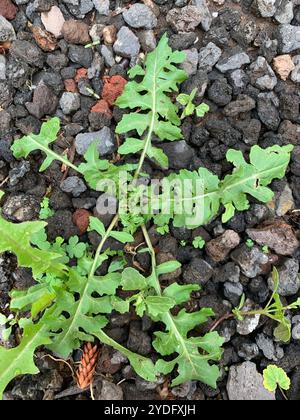 Razzo di Londra (Sisymbrium irio) Foto Stock