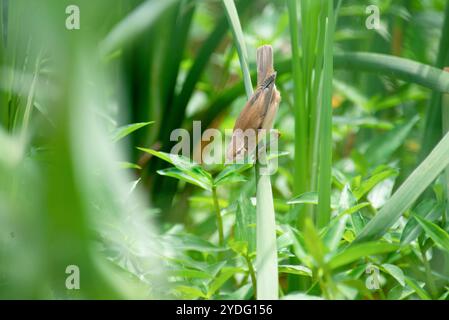 Canna comune (africana) (WarblerAcrocephalus baeticatus) - Kumuzanvu - Kampala Uganda Foto Stock