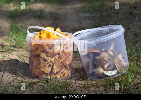 i funghi vengono raccolti in due secchi di plastica Foto Stock