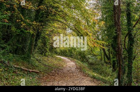 Sentiero boschivo intorno al lago Swanbourne, West Sussex con splendidi colori autunnali nei boschi circostanti Foto Stock