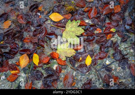 Modello di foglie autunnali adagiate su un terreno boschivo bagnato. Foto Stock
