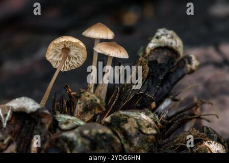 I funghi Conifercone cap (Baeospora myosura) crescono su un cono di pino in decadenza nella foresta in autunno / autunno Foto Stock