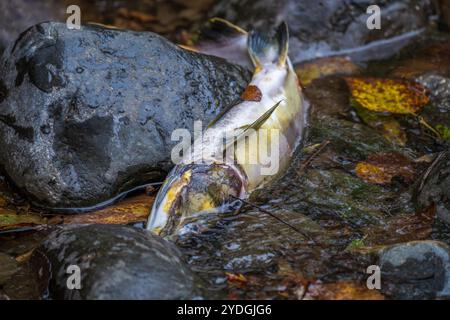 Il corpo di un salmone del Pacifico giace in acque poco profonde essendo morto dopo la riproduzione Foto Stock