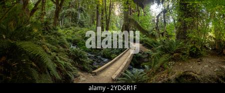 Il ponte in legno attraversa le cascate di Mineral Creek nell'Olympic National Park Foto Stock