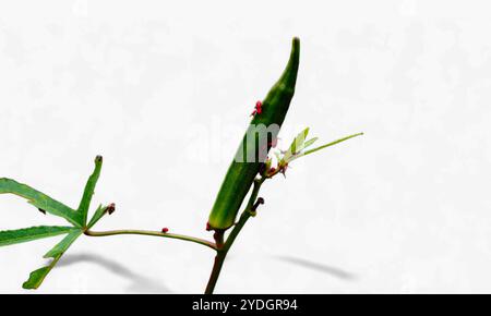 Pod Bhindi verde danneggiato da insetto, insetto e parassita della pianta okara Foto Stock