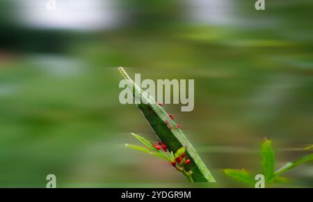 Pod Bhindi verde danneggiato da insetto, insetto e parassita della pianta okara Foto Stock