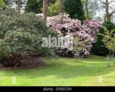 Virginia Water, Surrey, Regno Unito. 23 aprile 2024. Una bella mostra di azalee, rododendri e fiori nel Punch Bowl presso i Valley Gardens, parte del Windsor Great Park. Crediti: Maureen McLean/Alamy Foto Stock