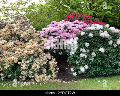 Virginia Water, Surrey, Regno Unito. 23 aprile 2024. Una bella mostra di azalee, rododendri e fiori nel Punch Bowl presso i Valley Gardens, parte del Windsor Great Park. Crediti: Maureen McLean/Alamy Foto Stock