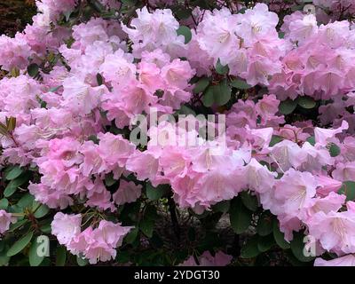 Virginia Water, Surrey, Regno Unito. 23 aprile 2024. Una bella mostra di azalee, rododendri e fiori nel Punch Bowl presso i Valley Gardens, parte del Windsor Great Park. Crediti: Maureen McLean/Alamy Foto Stock