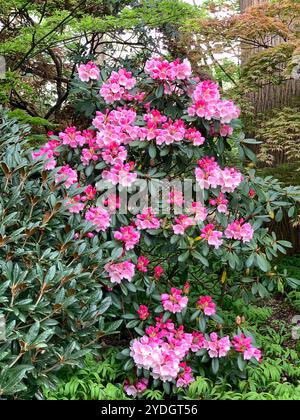 Virginia Water, Surrey, Regno Unito. 23 aprile 2024. Una bella mostra di azalee, rododendri e fiori nel Punch Bowl presso i Valley Gardens, parte del Windsor Great Park. Crediti: Maureen McLean/Alamy Foto Stock