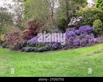 Virginia Water, Surrey, Regno Unito. 23 aprile 2024. Una bella mostra di azalee, rododendri e fiori nel Punch Bowl presso i Valley Gardens, parte del Windsor Great Park. Crediti: Maureen McLean/Alamy Foto Stock