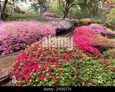 Virginia Water, Surrey, Regno Unito. 23 aprile 2024. Una bella mostra di azalee, rododendri e fiori nel Punch Bowl presso i Valley Gardens, parte del Windsor Great Park. Crediti: Maureen McLean/Alamy Foto Stock