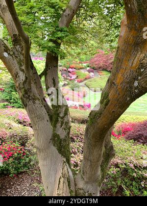 Virginia Water, Surrey, Regno Unito. 23 aprile 2024. Una bella mostra di azalee, rododendri e fiori nel Punch Bowl presso i Valley Gardens, parte del Windsor Great Park. Crediti: Maureen McLean/Alamy Foto Stock