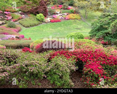 Virginia Water, Surrey, Regno Unito. 23 aprile 2024. Una bella mostra di azalee, rododendri e fiori nel Punch Bowl presso i Valley Gardens, parte del Windsor Great Park. Crediti: Maureen McLean/Alamy Foto Stock