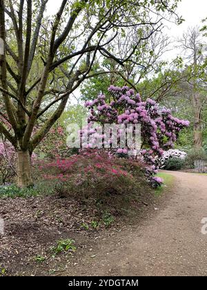 Virginia Water, Surrey, Regno Unito. 23 aprile 2024. Una bella mostra di azalee, rododendri e fiori nel Punch Bowl presso i Valley Gardens, parte del Windsor Great Park. Crediti: Maureen McLean/Alamy Foto Stock