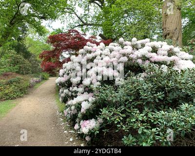 Virginia Water, Surrey, Regno Unito. 23 aprile 2024. Una bella mostra di azalee, rododendri e fiori nel Punch Bowl presso i Valley Gardens, parte del Windsor Great Park. Crediti: Maureen McLean/Alamy Foto Stock