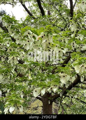 Virginia Water, Surrey, Regno Unito. 23 aprile 2024. Una bella mostra di azalee, rododendri e fiori nel Punch Bowl presso i Valley Gardens, parte del Windsor Great Park. Crediti: Maureen McLean/Alamy Foto Stock