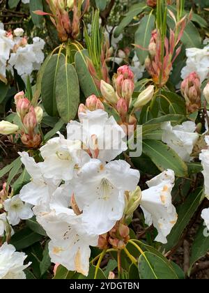 Virginia Water, Surrey, Regno Unito. 23 aprile 2024. Una bella mostra di azalee, rododendri e fiori nel Punch Bowl presso i Valley Gardens, parte del Windsor Great Park. Crediti: Maureen McLean/Alamy Foto Stock