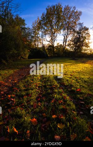 L'autunno è arrivato - foglie colorate che coprono il terreno Foto Stock