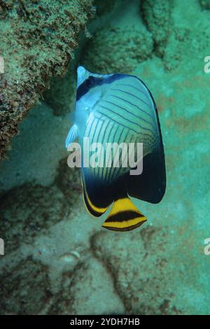Pesci farfalla con bande diagonali che nuotano vicino alle rocce in acque cristalline. Questo pesce si trova nell'oceano indiano e nell'oceano pacifico occidentale Foto Stock