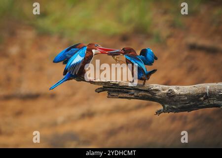 Coppia di Kingfisher dalla gola bianca o dal petto bianco, Halcyon smyrnensis sul ramo, uccello maschio con piccola lucertola nel becco che tenderà la preda Foto Stock