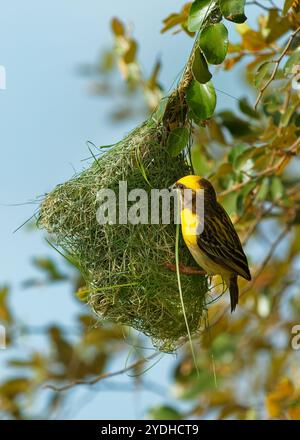 Baya tessitore Ploceus philippinus uccello giallo trovato in tutto il subcontinente indiano e nel sud-est asiatico, in praterie, aree coltivate, macchia, appeso r Foto Stock