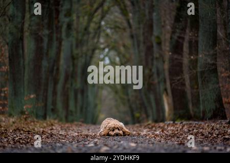 doodle dorato giace nel bosco Foto Stock