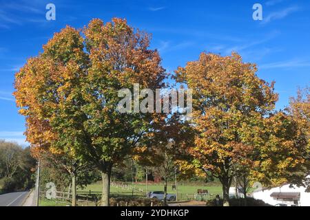 Laubbäume im Herbst Das rotgoldene Laub vom Spitz-Ahorn im Herbst dominiert in einer Kulturlandschaft inmitten von landschaftlichen Nutzflächen Essen Nordrhein-Westfalen Deutschland *** alberi decidui in autunno il fogliame rosso-dorato dell'acero norvegese in autunno domina un paesaggio coltivato nel mezzo dei terreni agricoli di Essen, Renania settentrionale-Vestfalia, Germania Foto Stock