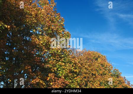 Laubbäume im Herbst Das rotgoldene Laub vom Spitz-Ahorn im Herbst dominiert in einer Kulturlandschaft inmitten von landschaftlichen Nutzflächen Essen Nordrhein-Westfalen Deutschland *** alberi decidui in autunno il fogliame rosso-dorato dell'acero norvegese in autunno domina un paesaggio coltivato nel mezzo alla terra agricola Essen Renania settentrionale-Vestfalia Germania Foto Stock