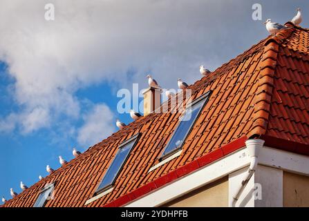 Gabbiani e un gabbiano dalla testa nera su un tetto nel centro di Karlshamn. Foto Stock