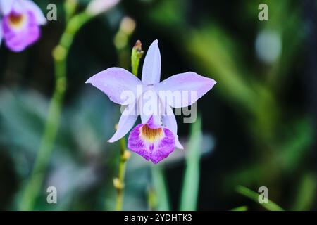 Singapore - 13 agosto 2024: Specie di fiori di orchidee nel National Orchid Garden Singapore Foto Stock