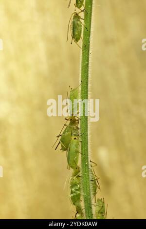 Afidi verdi (Aphidoidea) su stelo vegetale, Australia meridionale Foto Stock