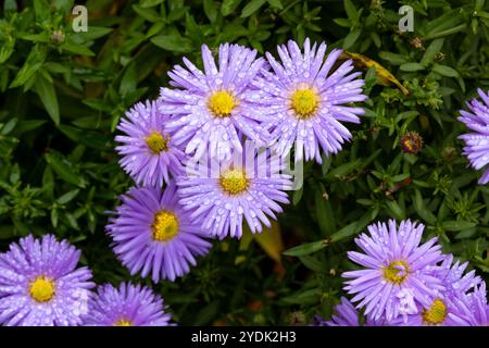 Il fiore della New york aster fiorisce con gocce d'acqua da vicino Foto Stock