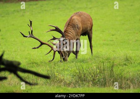 Cervo rosso maschile con palchi impressionanti su un prato verde Foto Stock