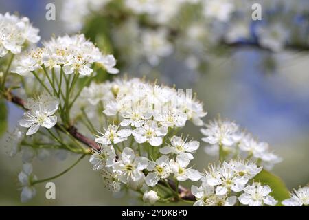 Fiori bianchi dell'albero di Prunus si avvicinano in primavera. Immagine macro, adatta per gli sfondi Foto Stock