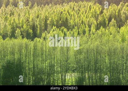 Sfondo con una splendida foresta primaverile di betulle e pioppi alla luce del sole Foto Stock