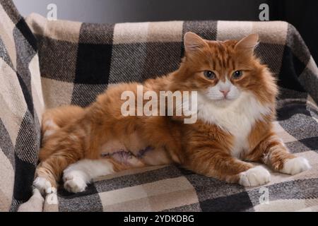 Gatto soffice allo zenzero adulto che riposa sul divano a casa dopo un intervento chirurgico addominale Foto Stock