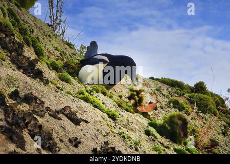 Magpie eurasiatiche o Magpie comuni, Pica pica, scavo muschio. Il corvido alla ricerca di insetti o cibo nascosto da un altro uccello Foto Stock