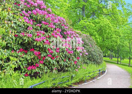 Fioritura di rododendri rosa e sentiero pedonale in un parco verde in una giornata di sole di primavera. HDR. Helsinki, Finlandia, Europa Foto Stock