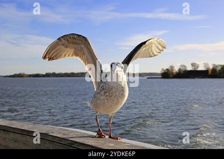 Il giovane gabbiano, Larus fuscus, seguendo il traghetto attende di essere nutrito dai viaggiatori in una giornata di sole d'autunno. Helsinki, Finlandia. Ottobre 2019 Foto Stock